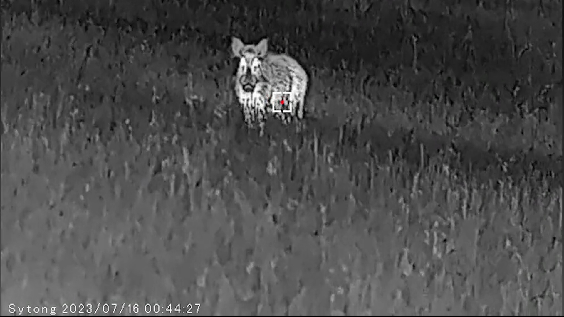 La armería de Cazavisión. Monocular Térmico Sytong