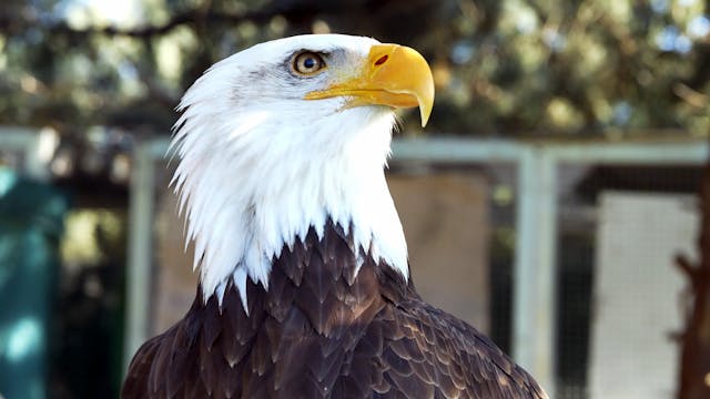 Águila real a conejos