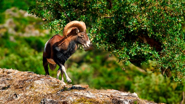 Monteando el Edén