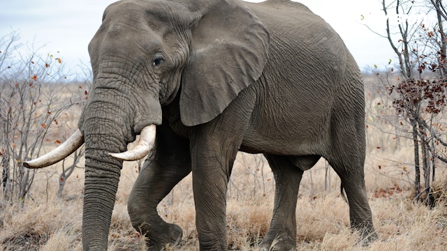 Safari de elefante y antílopes
