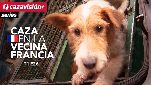 Negro y rojo: rastreos con perros de ...