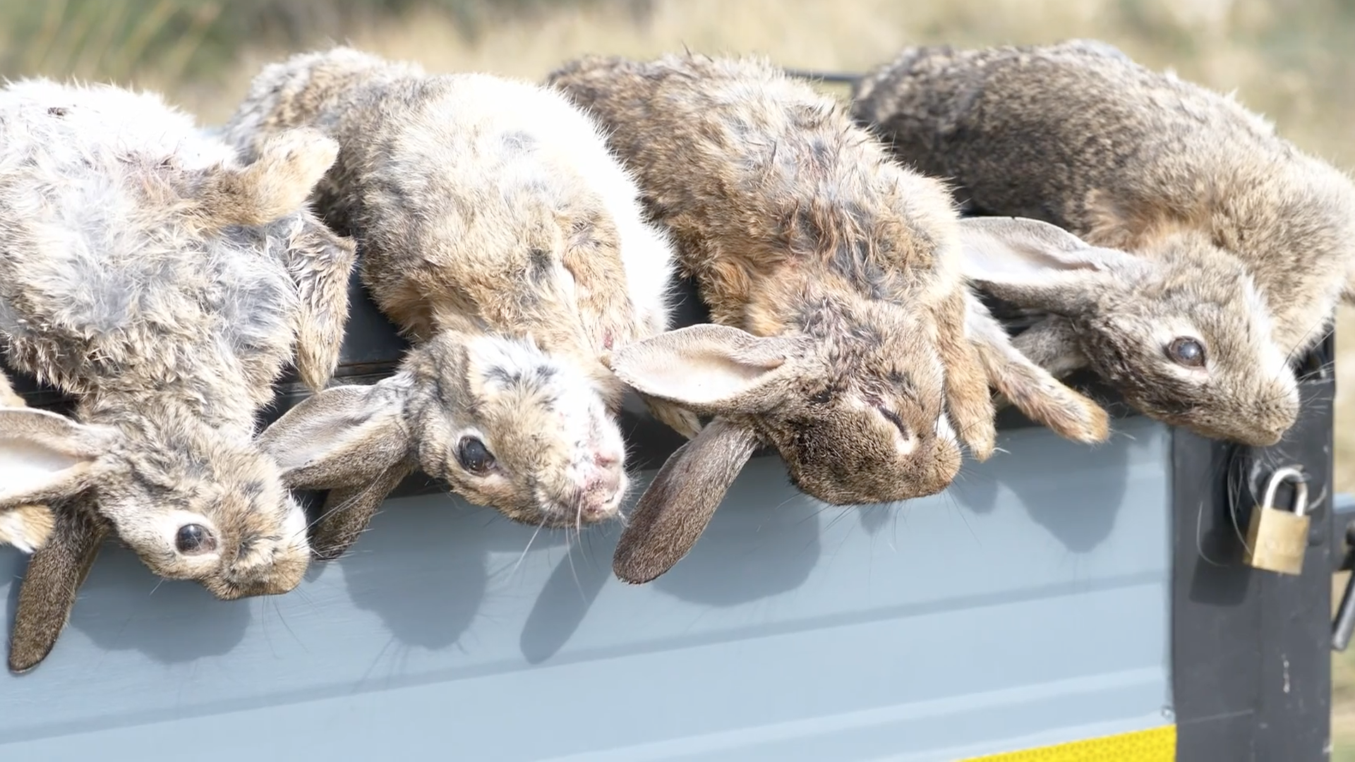 Conejos al salto con podencos negros