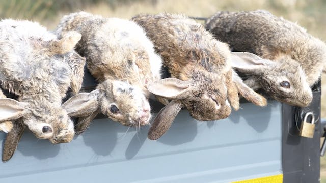 Conejos al salto con podencos negros