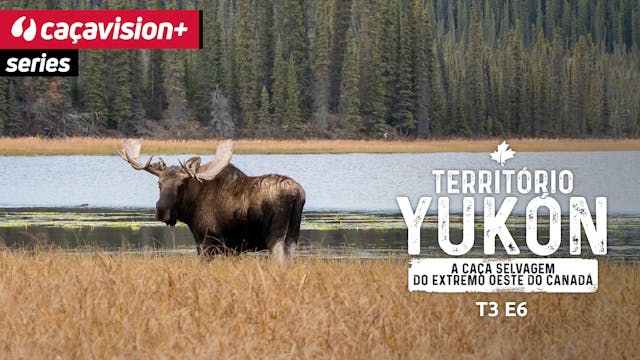 Tiempo de berrea del alce