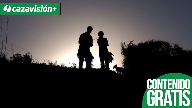 Torcaces entre pinares y viñedos