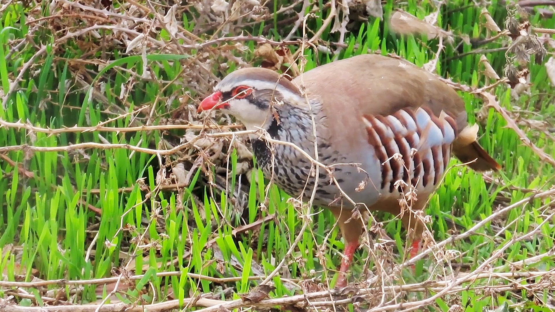 La caza de menor condicionada por la pandemia