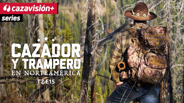 Recechos a los osos negros en la espe...