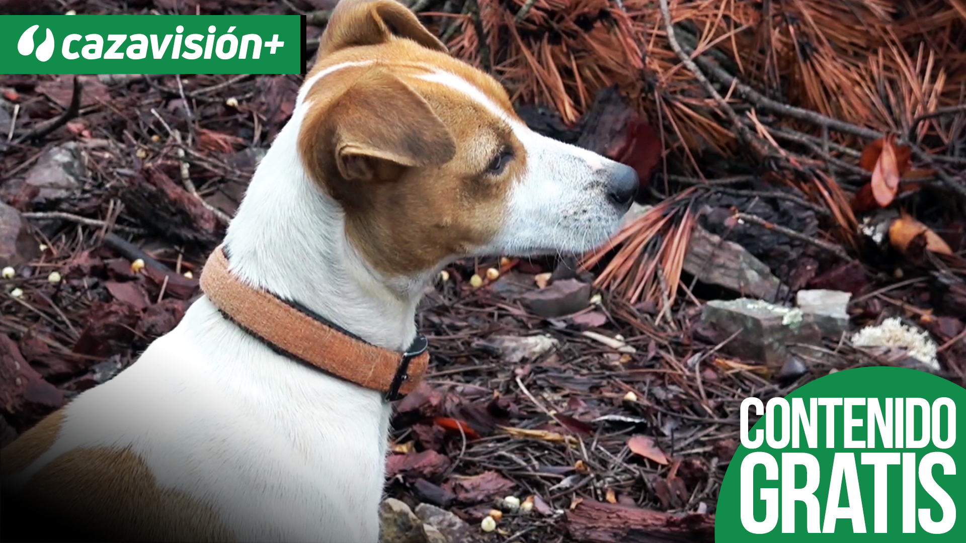 Lances entre jaras y pinos