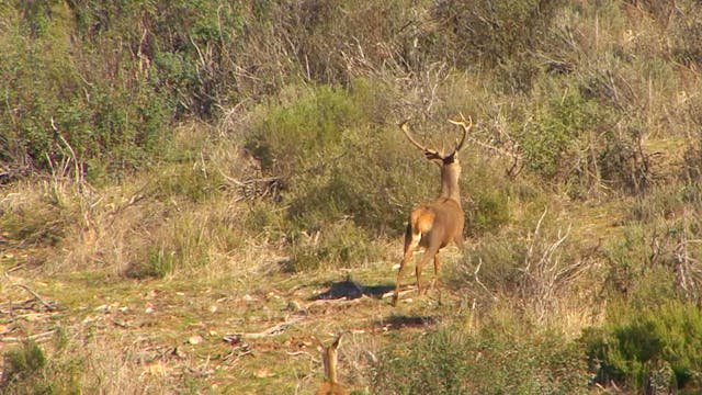 Montería de venados en El Limón