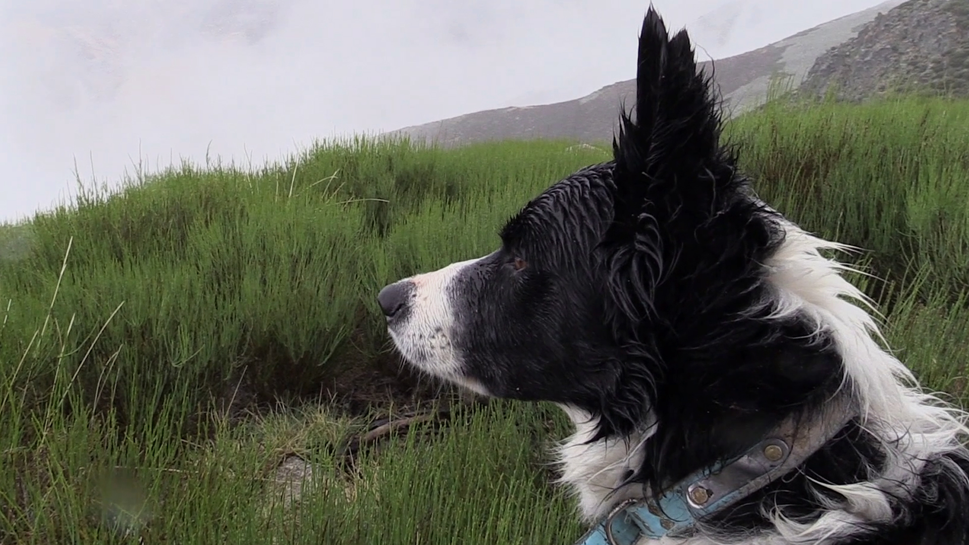 Jóvenes tras los machos de Gredos
