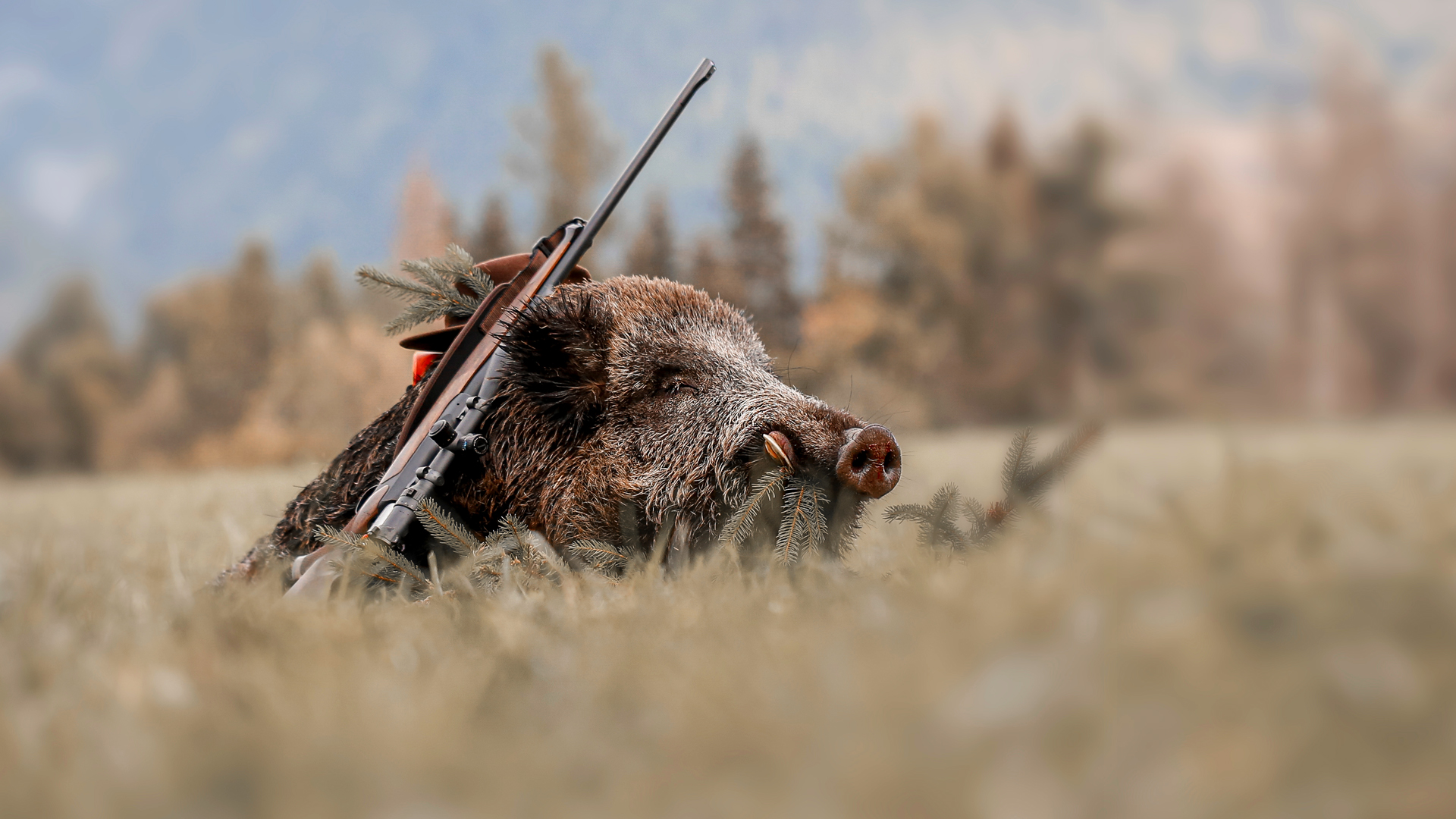 Venados y jabalíes en La Raña de Valdeazores