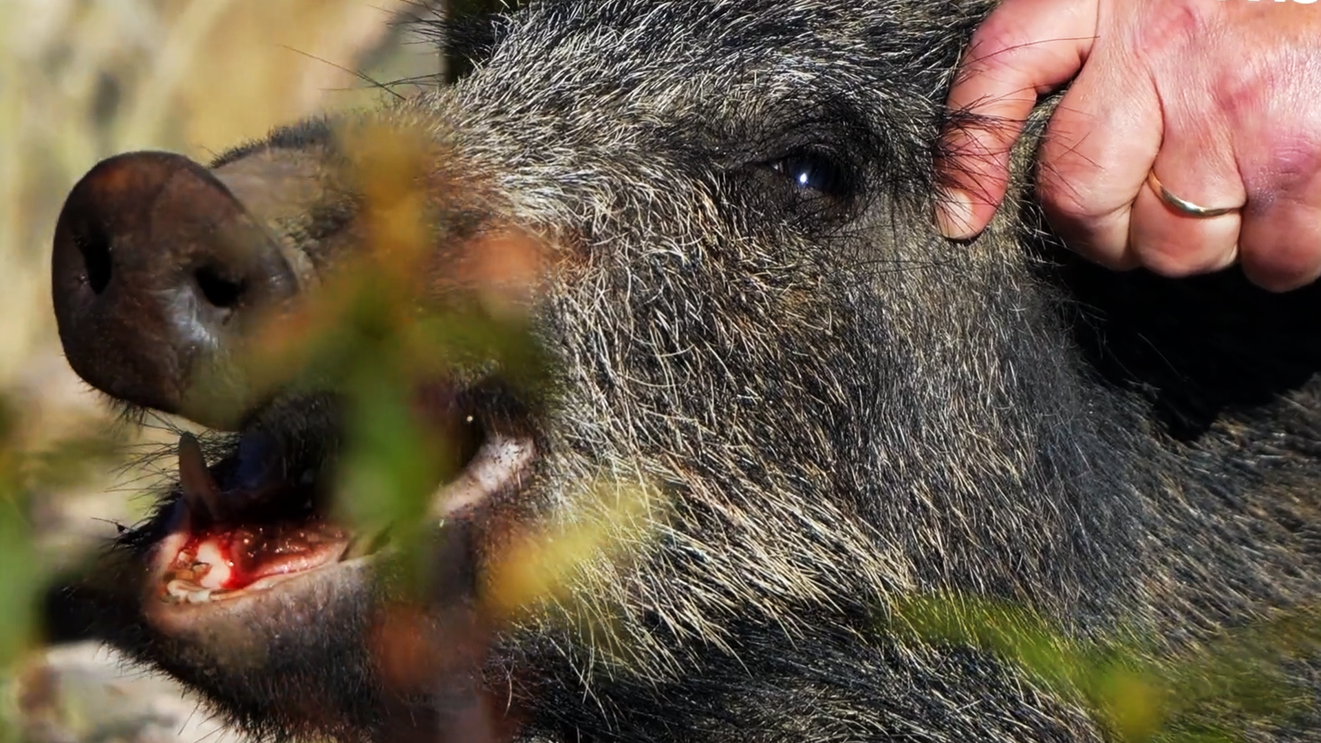 Montería en la Garganta y en Ojuelos
