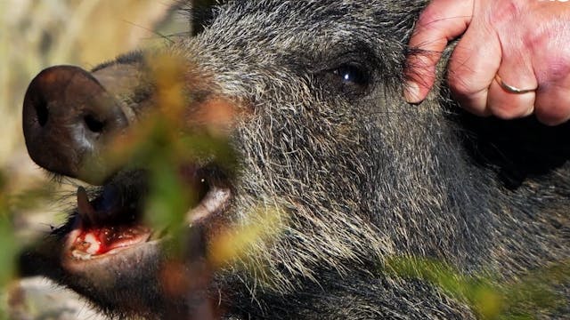 Montería en la Garganta y en Ojuelos