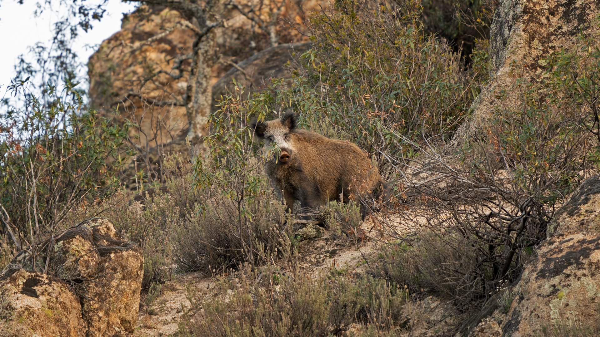 Jabalíes en la Manchuela