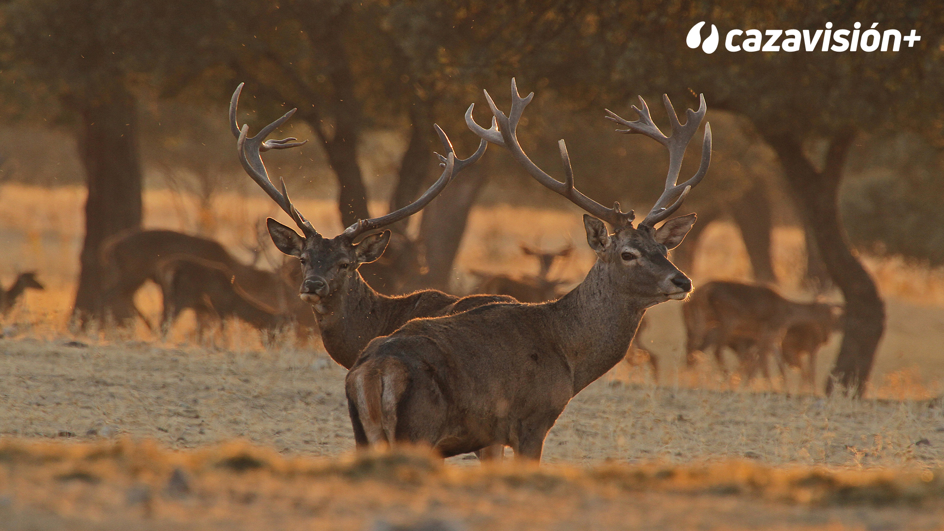 Montería en Dehesa del Valle