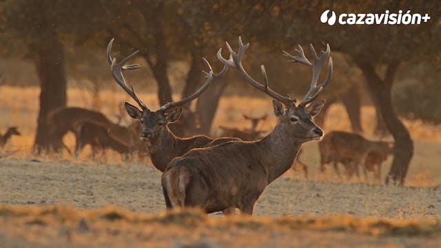 Montería en Dehesa del Valle