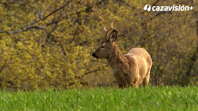 El corzo de Valdesotos