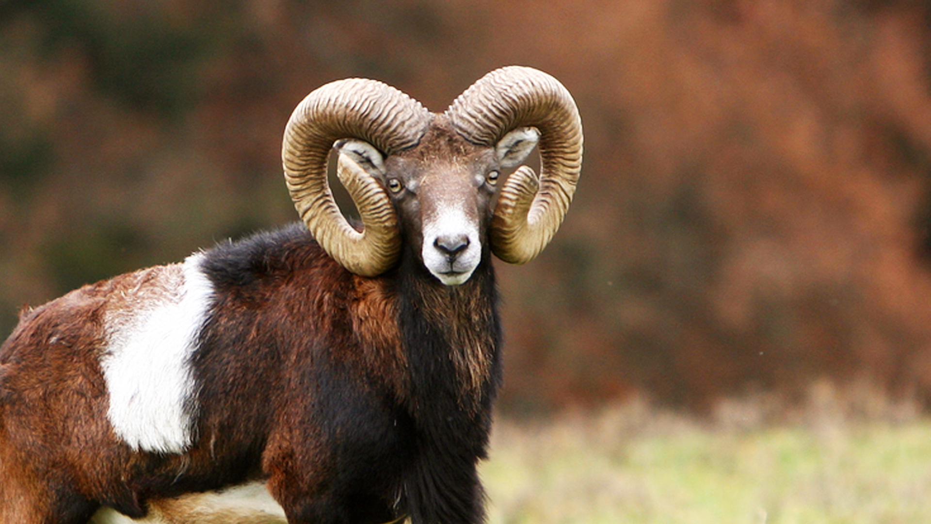 Muflones a rececho en el Levante español