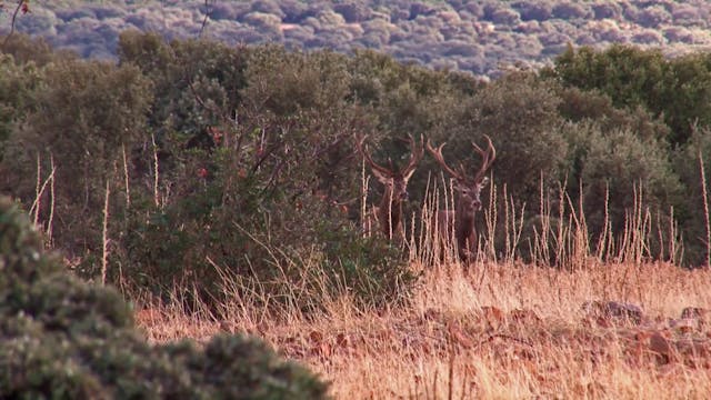 Monteando el Olivar