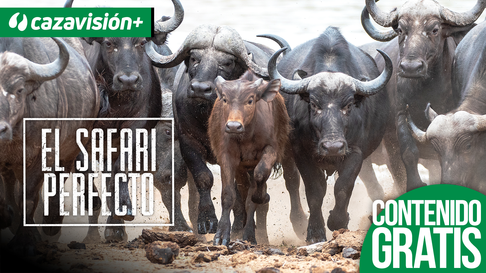 El safari perfecto