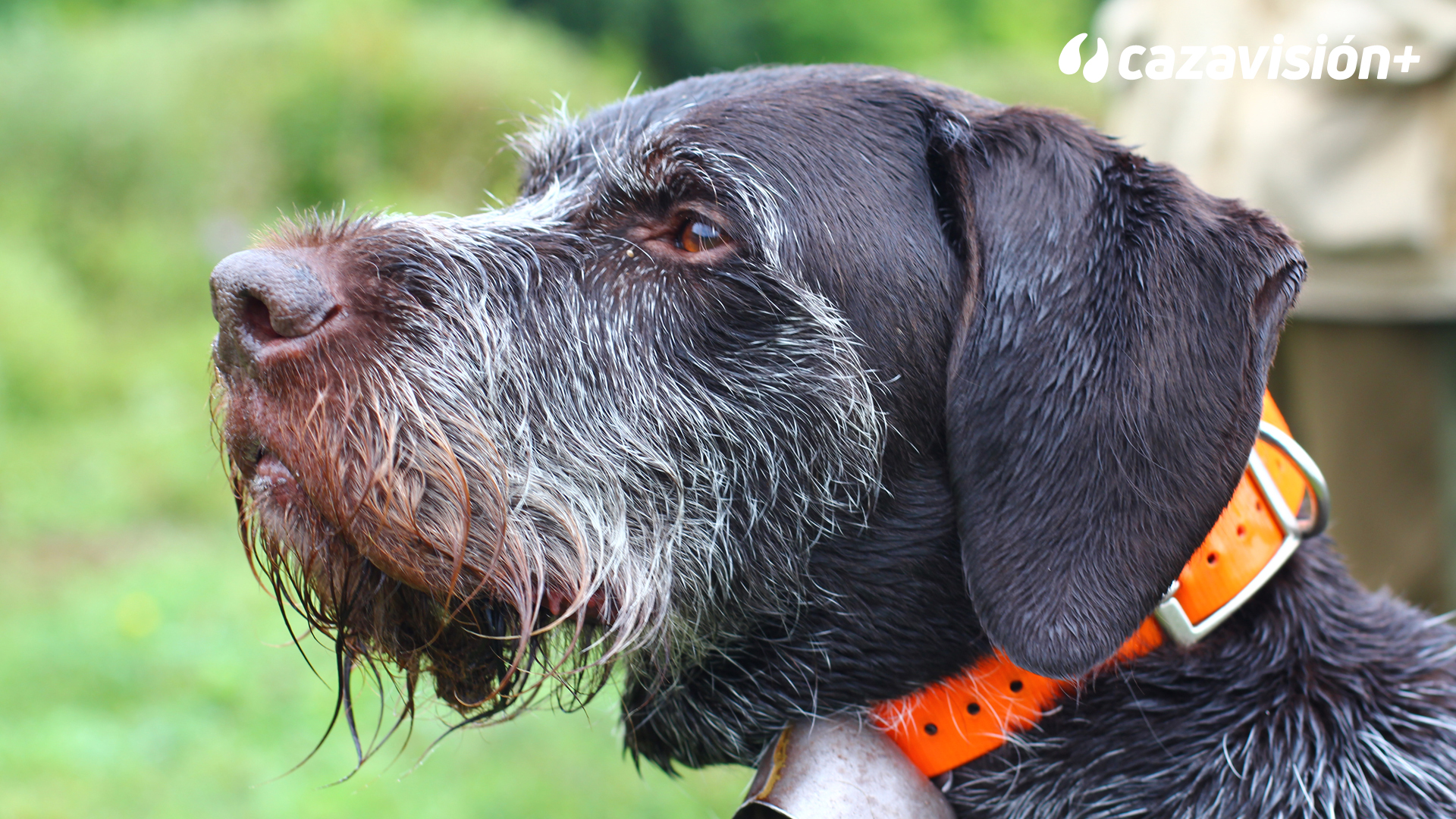 Razas continentales y británicas: Drahthaar