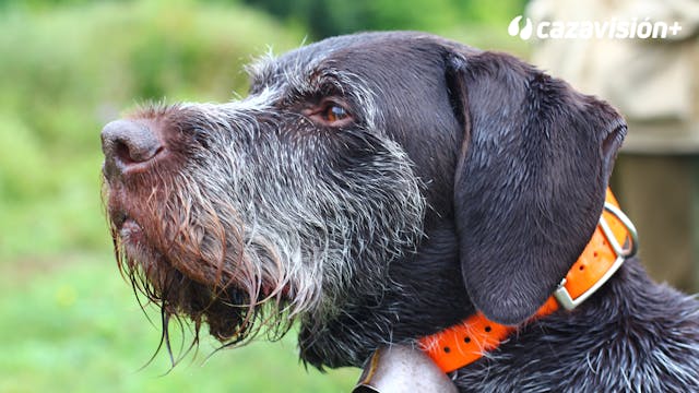 Razas continentales y británicas: Dra...