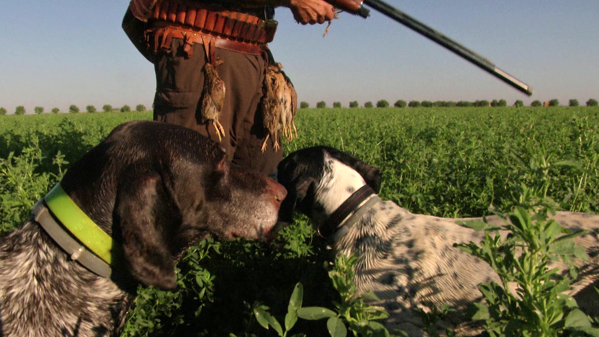 Codornices, pointers y bracos en campos de Alfalfa