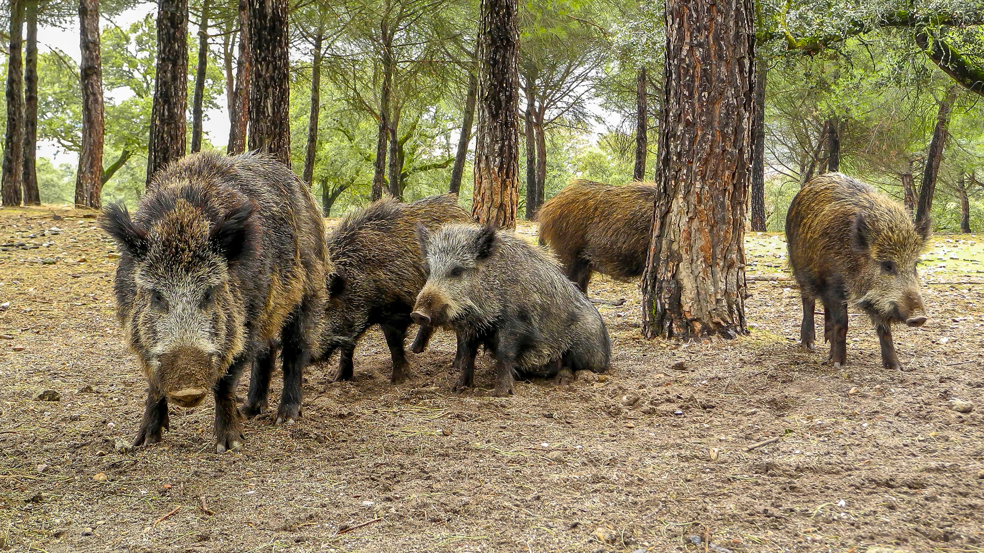 Venados y jabalíes en la dehesa toledana