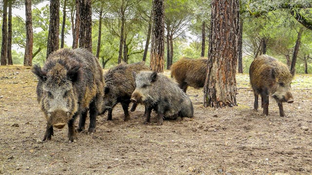 Venados y jabalíes en la dehesa toledana