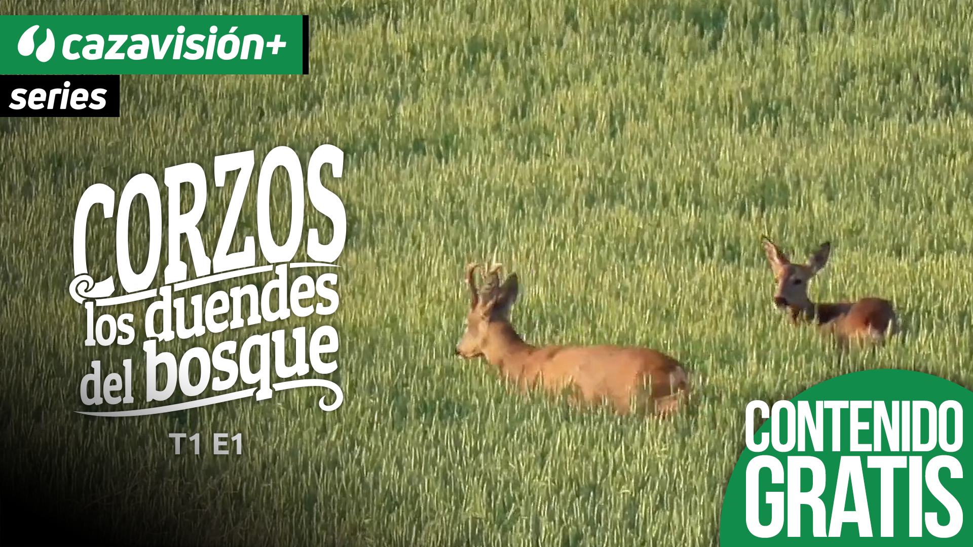 La genética: el primer factor