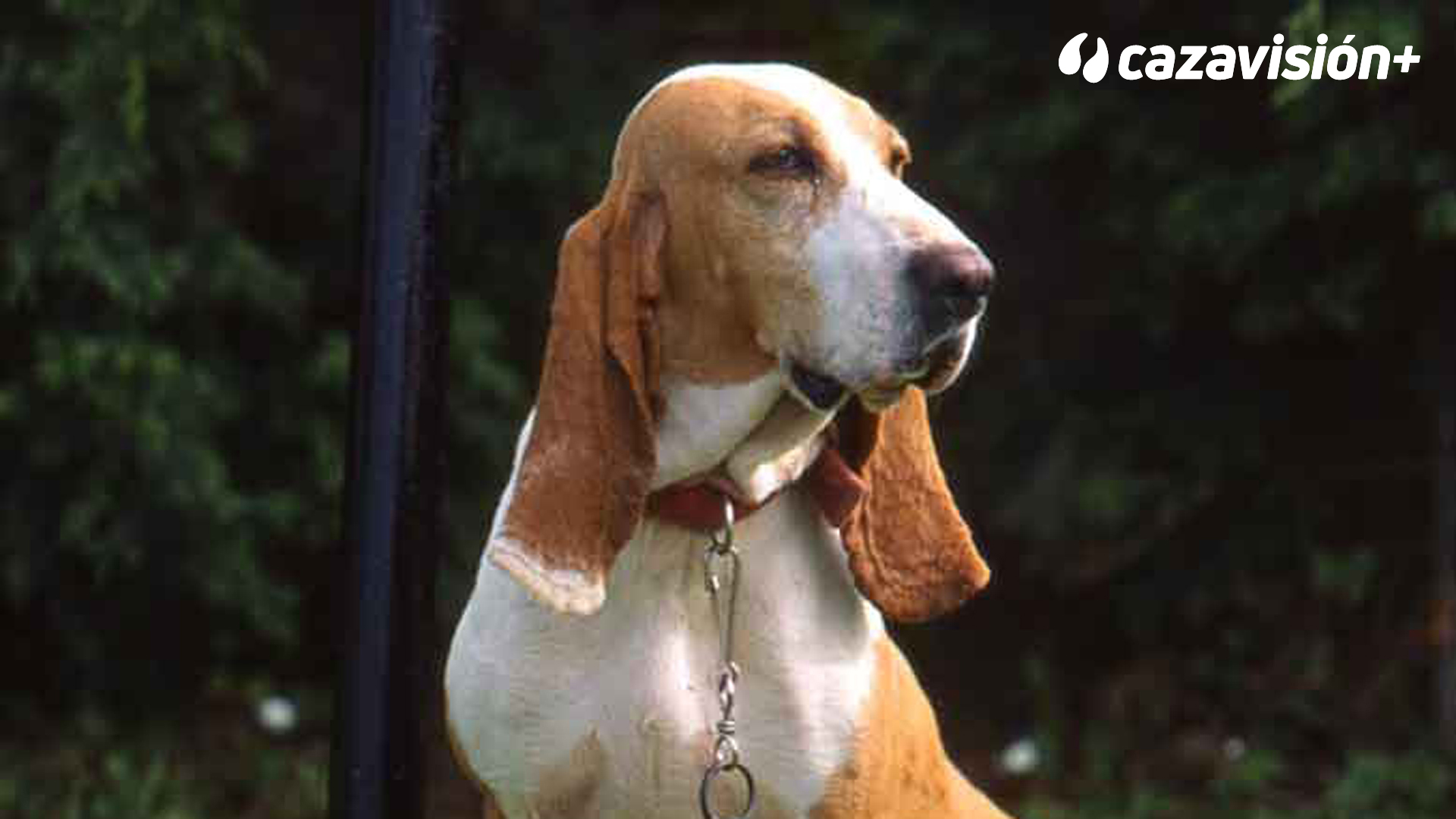 Razas Ibéricas: El sabueso español