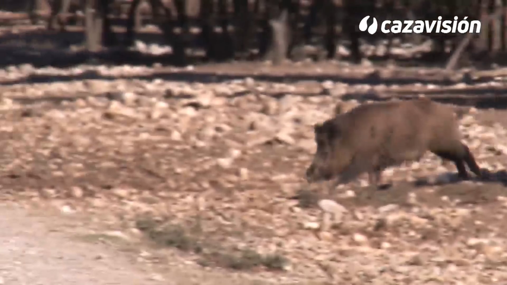 Montería en La Planta 2016-2017