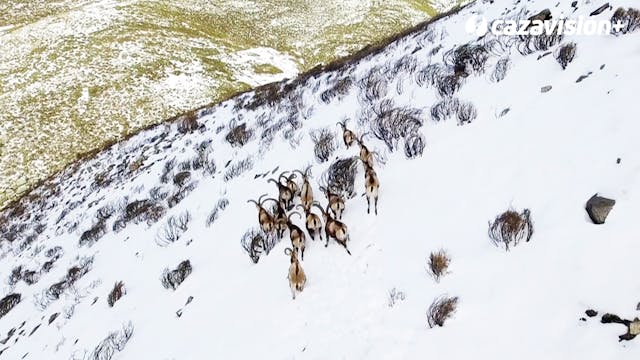 Recechando en las nevadas cumbre de G...