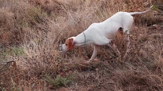 Africanas y Azulonas en Albacete