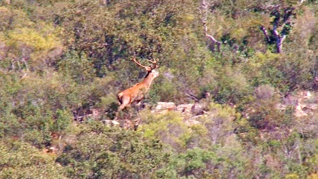 Venados, gamos y muflones en la Raña