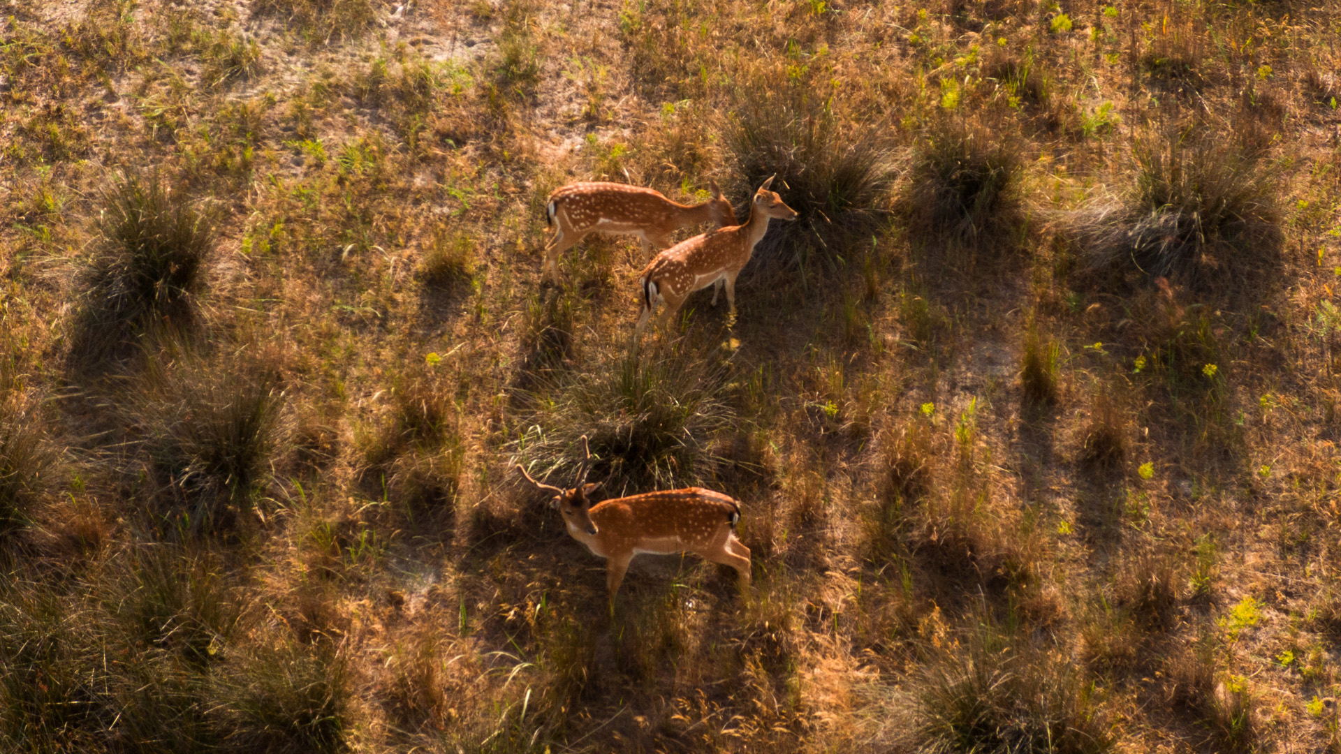 Monteando Dehesa La Riberilla