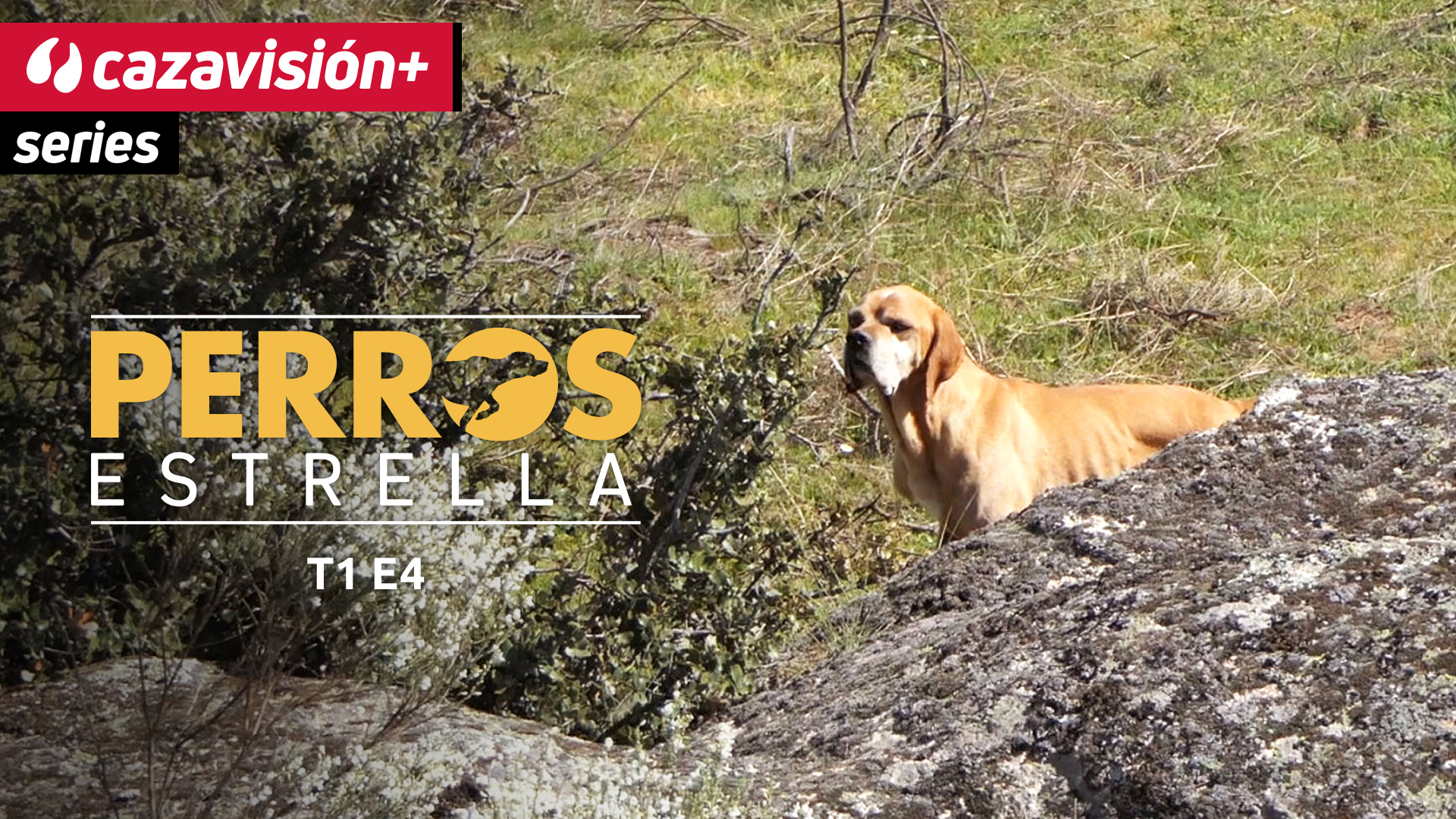 Perdiguero portugués Alan, un seguro tras las patirrojas