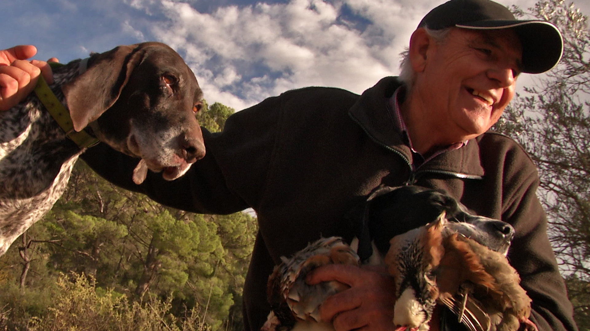 Perdices en la sierra de la marina baja alicantina