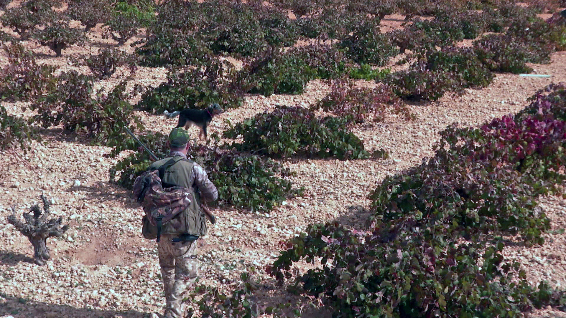 Conejos en el punto de mira