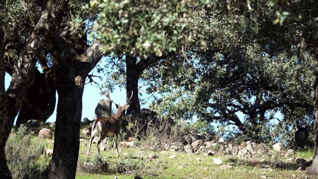 Montería de gamos y venados en Sierra...