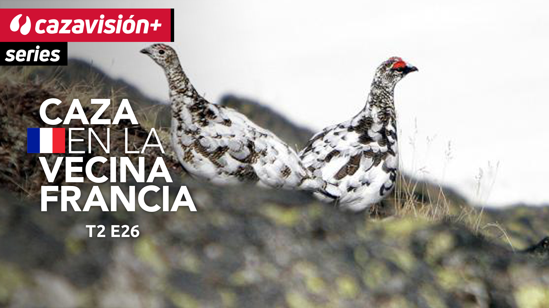 La perdiz nival. Parte 2.