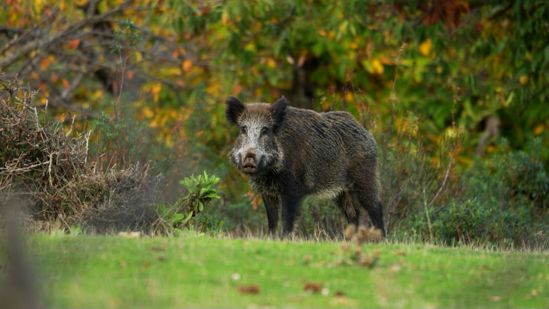 Montería al jabalí, el rey de las Villuercas