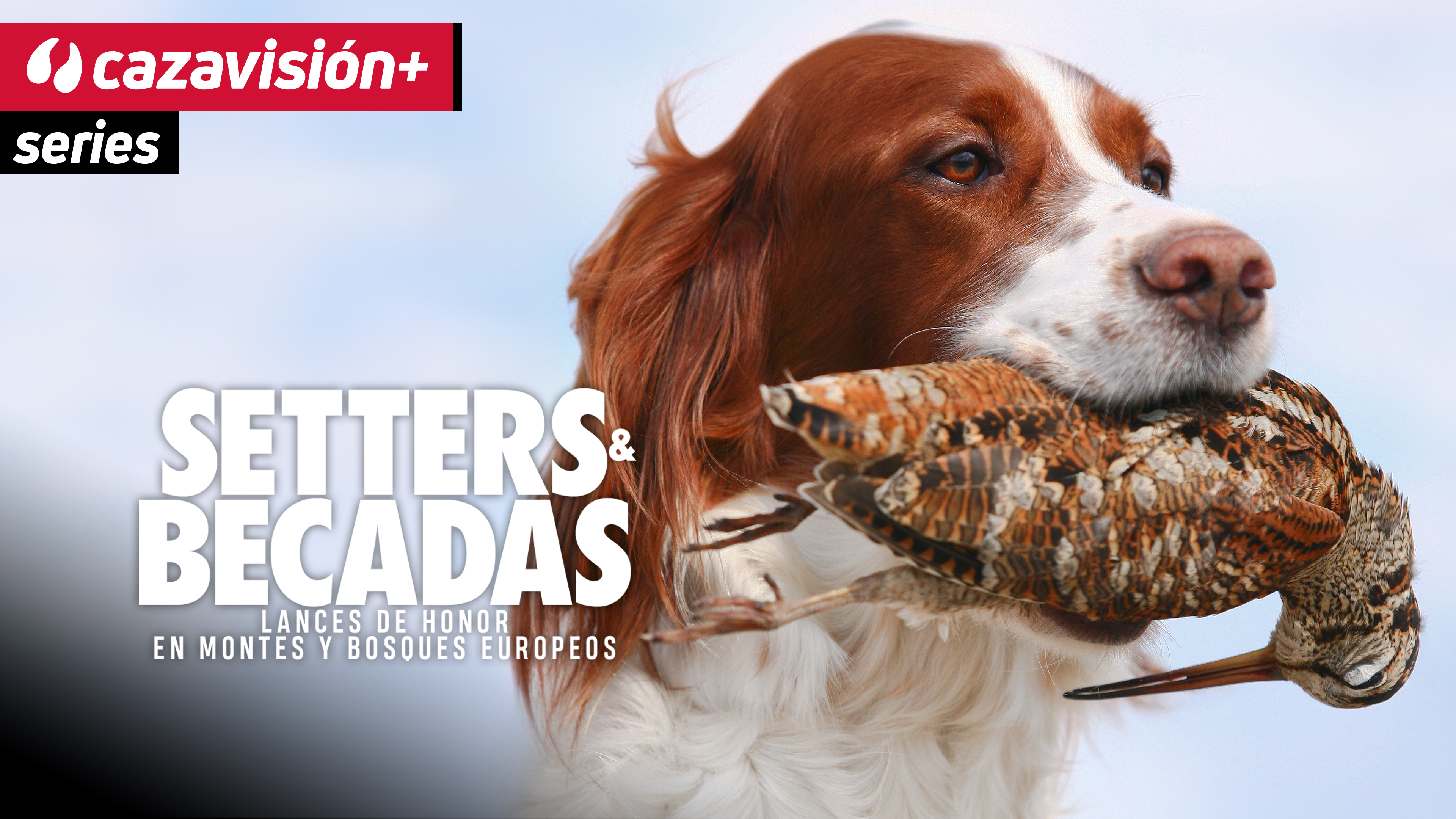 Setters y becadas. Lances de honor en montes y bosques europeos