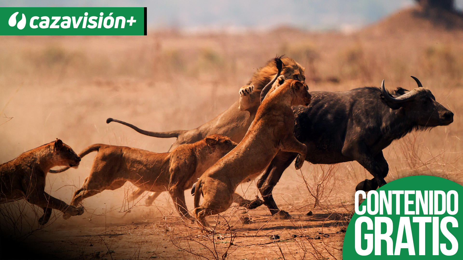 Safaris de fauna peligrosa