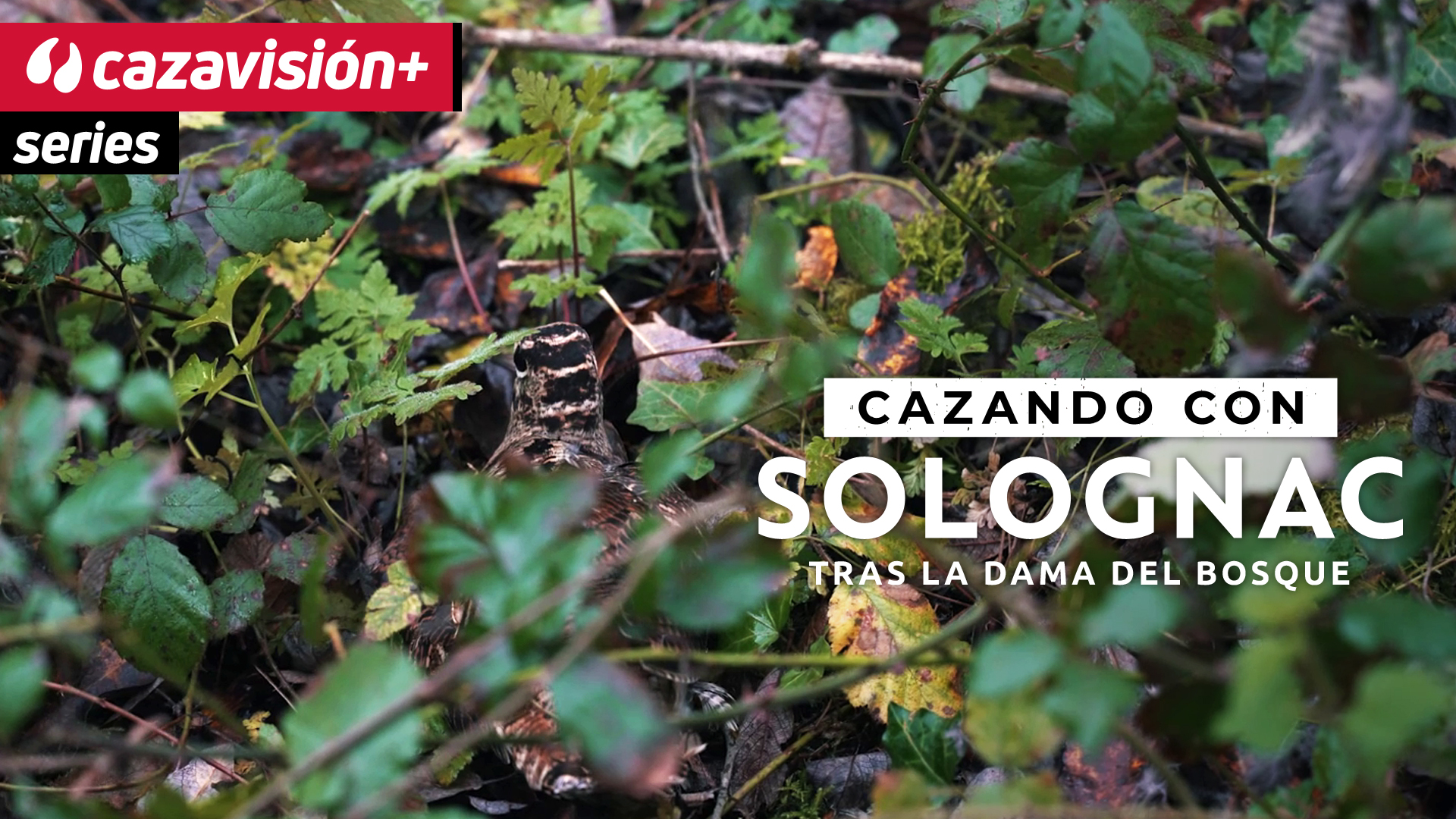 Tras la dama del bosque