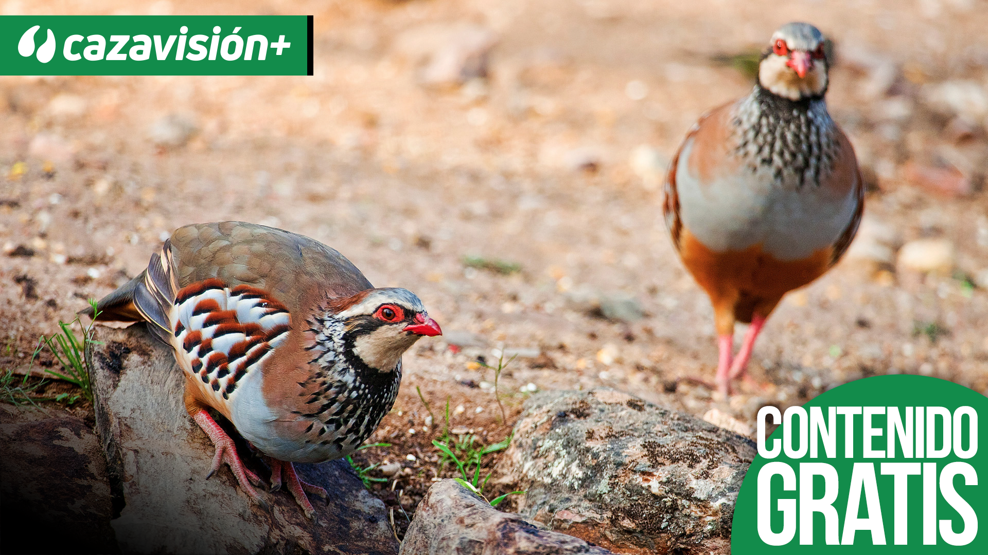 Perdices: Caza atlética