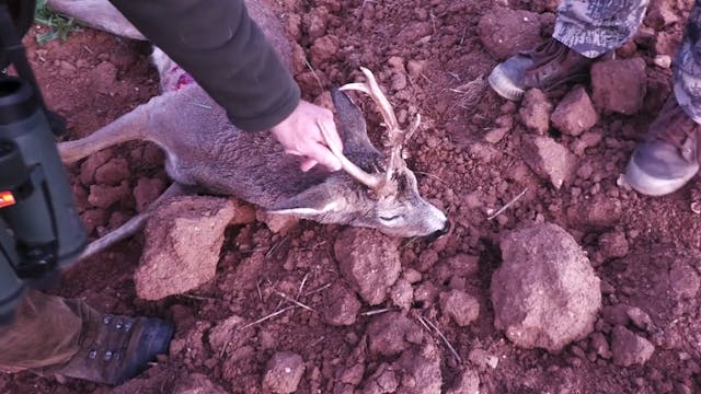 Control de corzos. Depuración de la c...