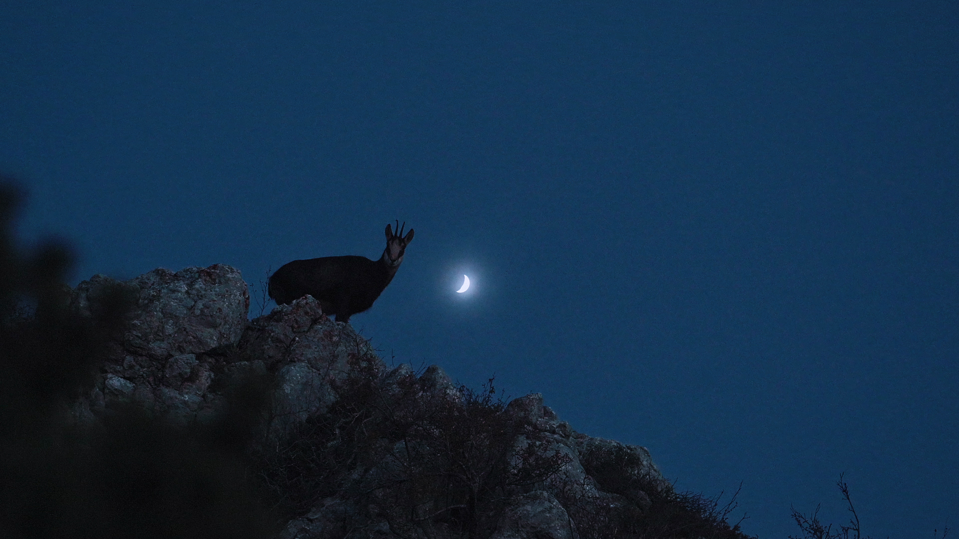 Rececho en altura, rebeco en los Alpes