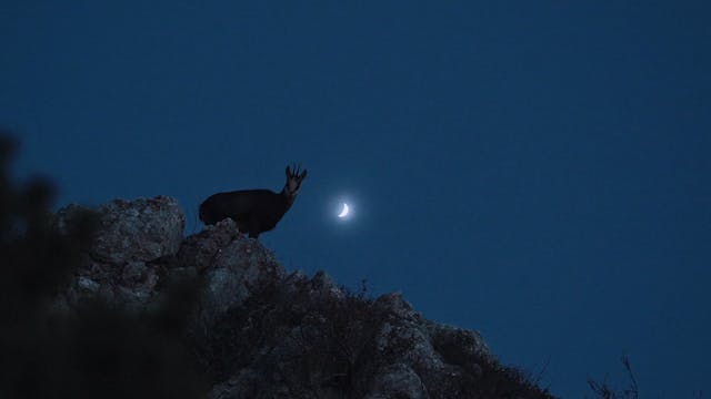 Rececho en altura, rebeco en los Alpes