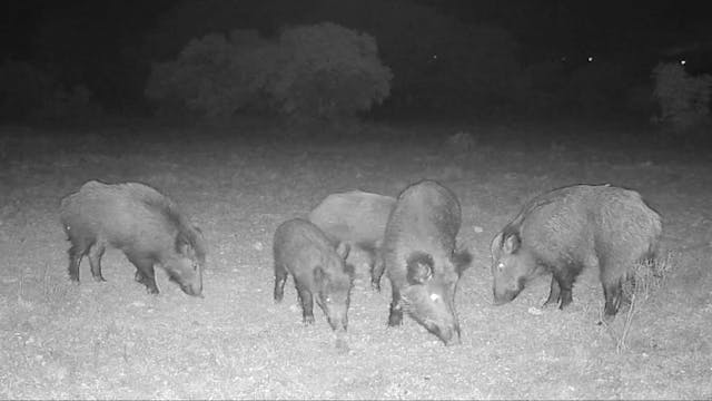 Patrullas jabalineras nocturnas en Tu...